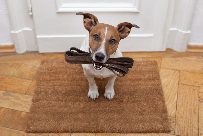 リードを咥えて散歩を催促する犬