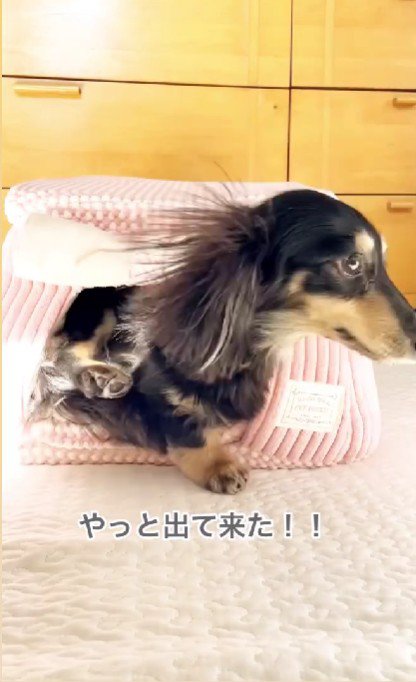 やっとのことで登場