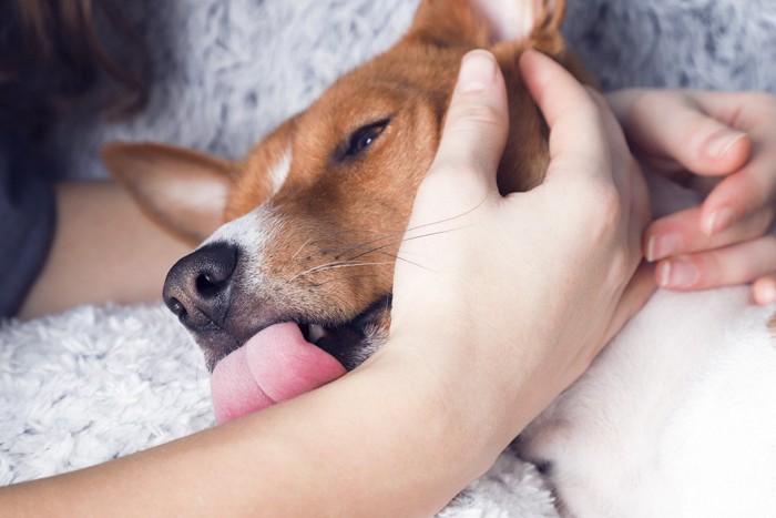 女性の腕を舐める犬