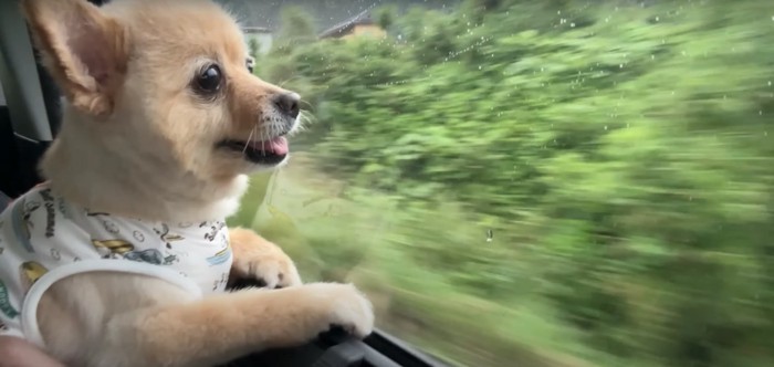 車の窓から外を見る犬