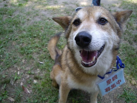 里親募集の札を付けた犬