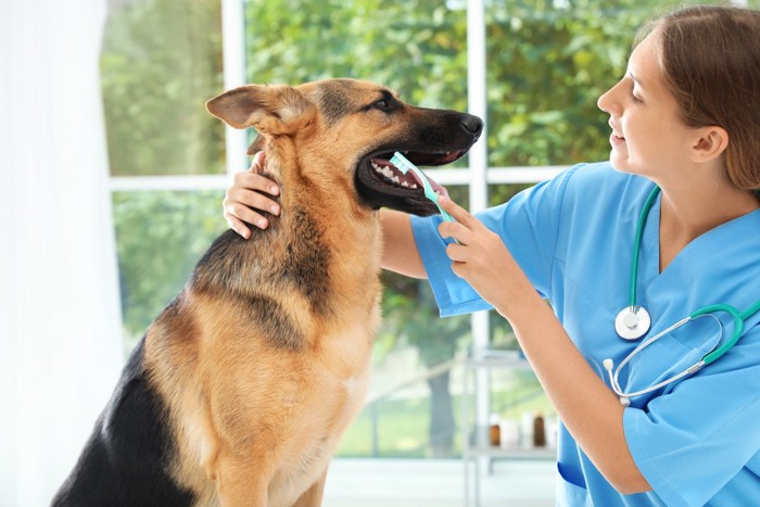 獣医に歯磨きしてもらっている犬