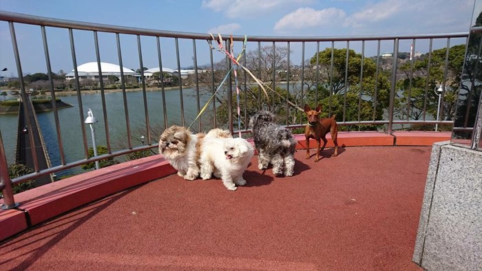 海と犬たち