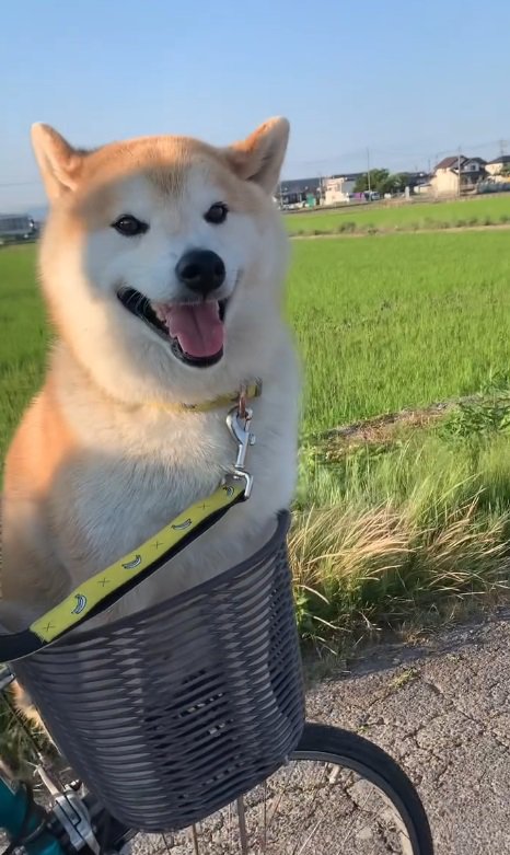 自転車のカゴの中…！