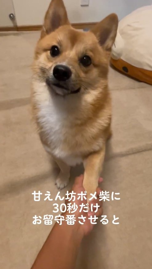 飼い主に『お手』をする犬