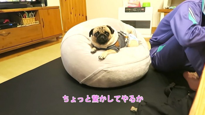 犬の鳴き真似をしてみたら…