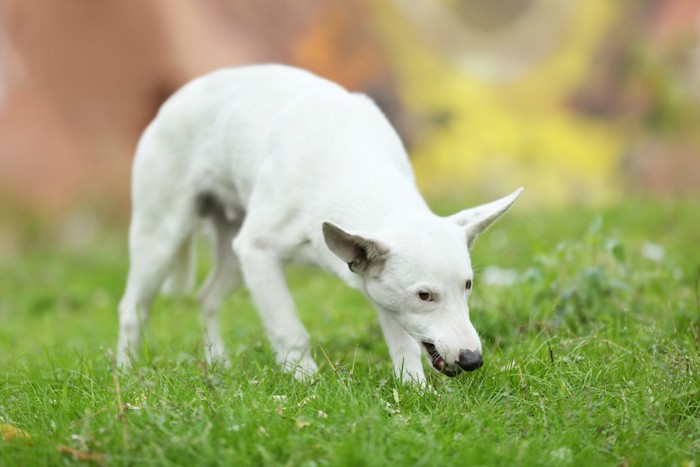 拾い食いする犬