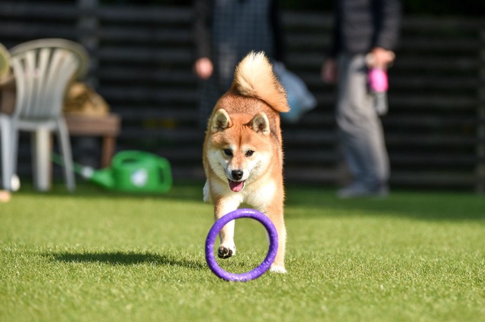 プラーを追いかける柴犬