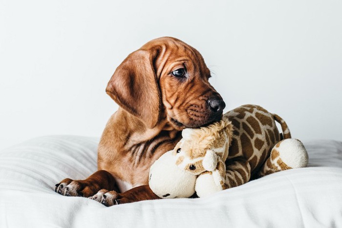 ベッドでぬいぐるみと一緒にくつろぐ犬