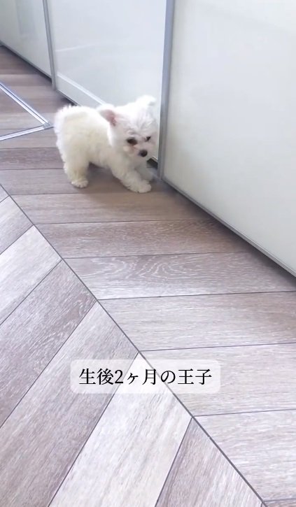 もふもふのおーちゃん