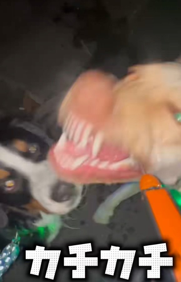 カチカチ音が鳴るひまわりちゃん