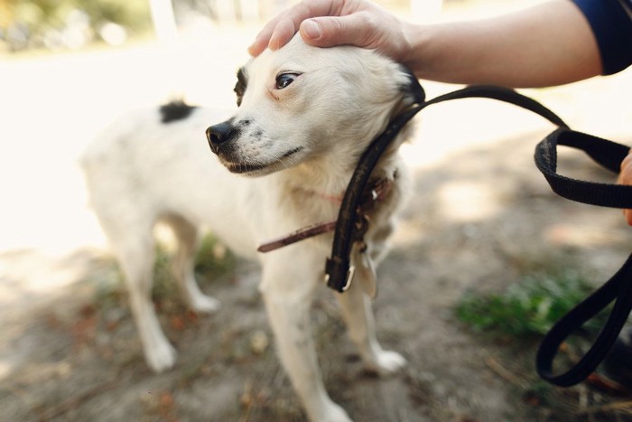 頭をなでて嫌がる犬