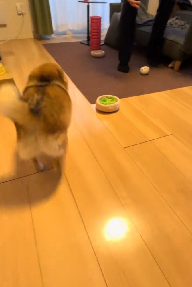 女性のところから男性がいる場所へ駆けて行く犬