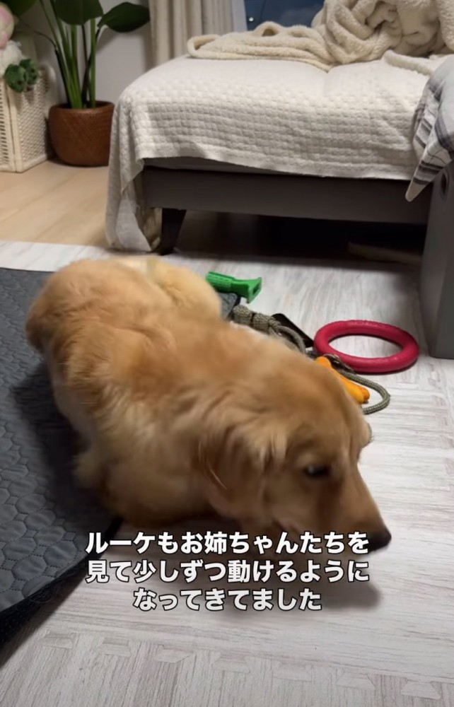 前に進もうとする大型犬