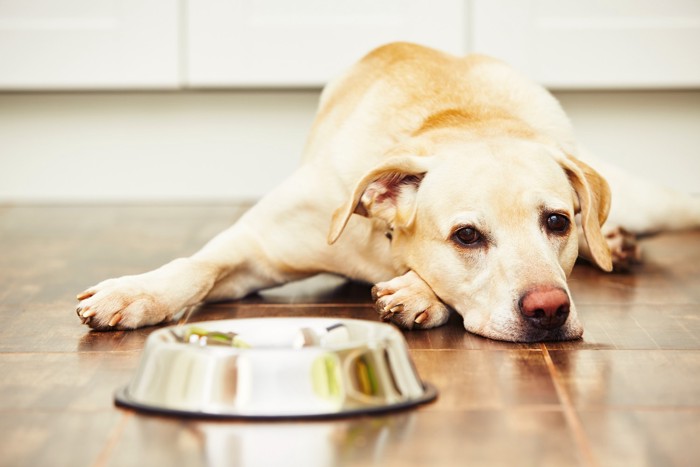食器のそばで悲しそうな表情のまま伏せる犬
