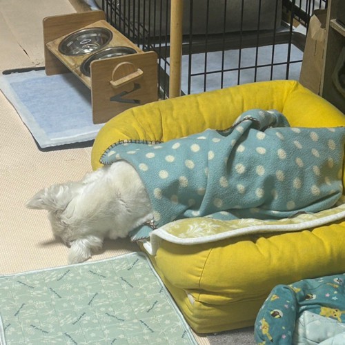 ちーちゃん