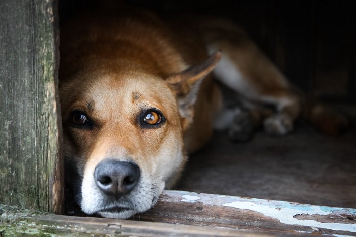 木製の扉から外を覗く犬