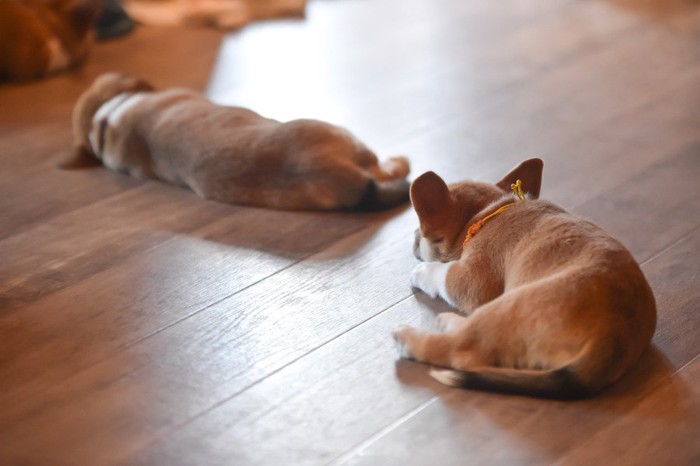 離れてくつろぐ子犬のコーギー