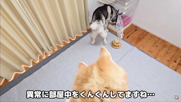 「子猫どこ…？」