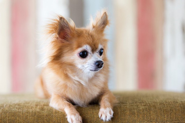 ソファーの上の老犬チワワ