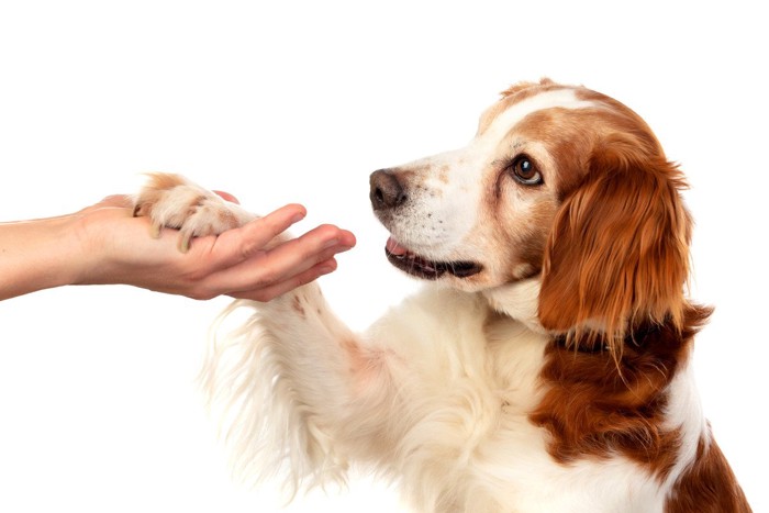 犬の足先タッチ