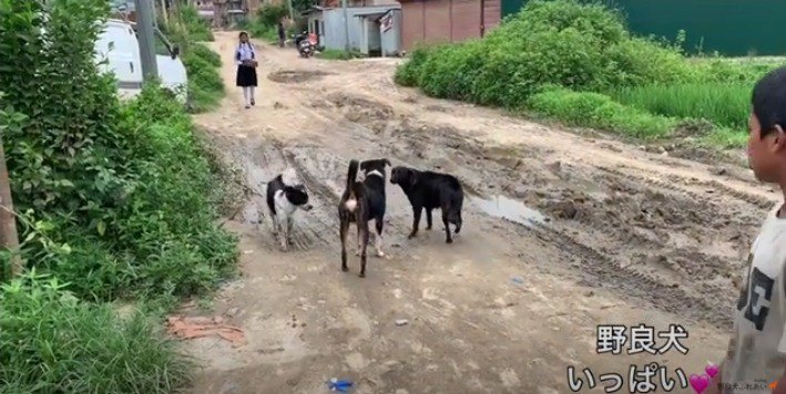 たくさんの野良犬