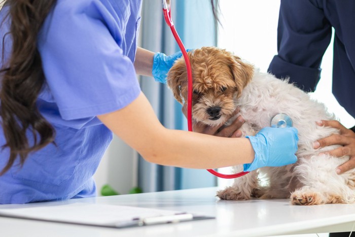 聴診を受ける茶白の垂れ耳の犬