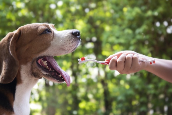 外で歯みがきをされている犬