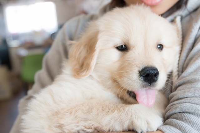 腕に抱かれる子犬