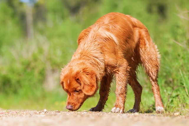 他の犬のオシッコを嗅いでいる犬