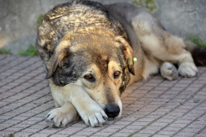 手をクロスさせて伏せている犬