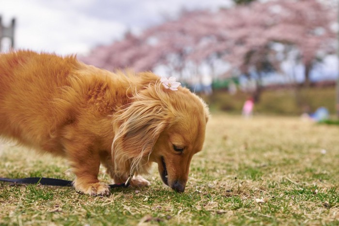 地面に口をつける犬