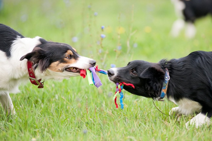 紐を引っ張り合う2匹の犬