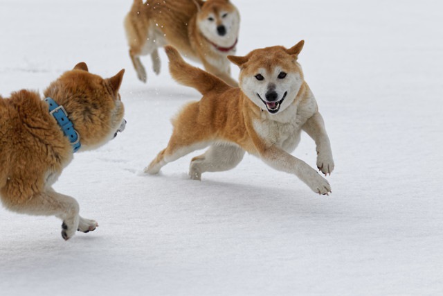 他の犬と遊んでいるわんこ