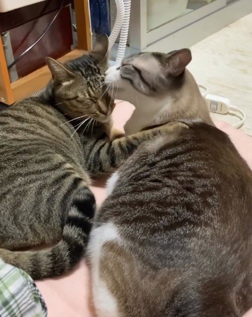 いつも一緒の先住猫コンビ