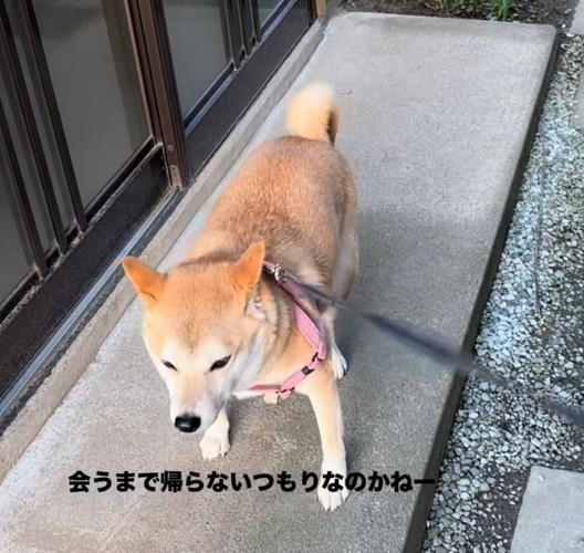 一歩ずつ前へ進む犬