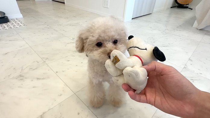 ぬいぐるみに鼻をつける犬