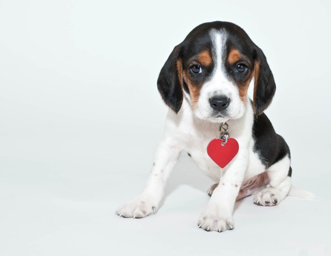 迷子札を付けている子犬