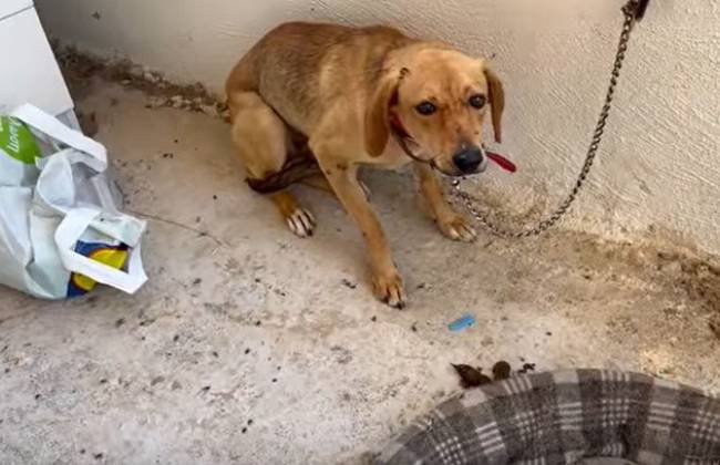 不安そうな表情の犬