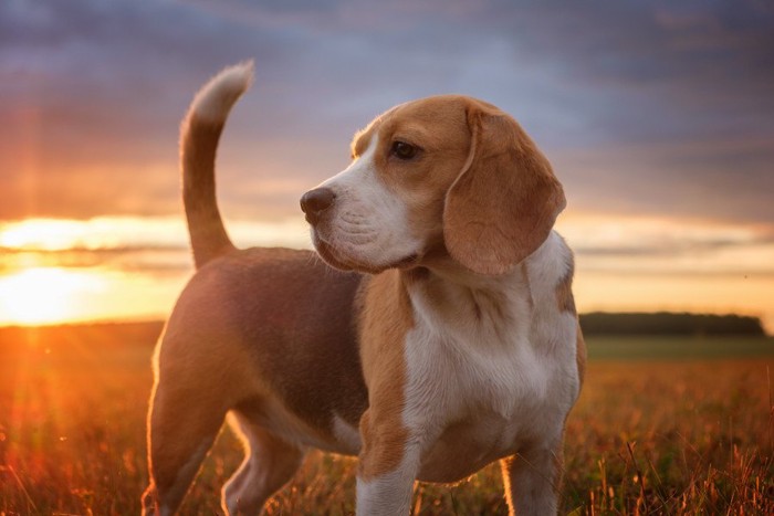 しっぽが絶好調な犬