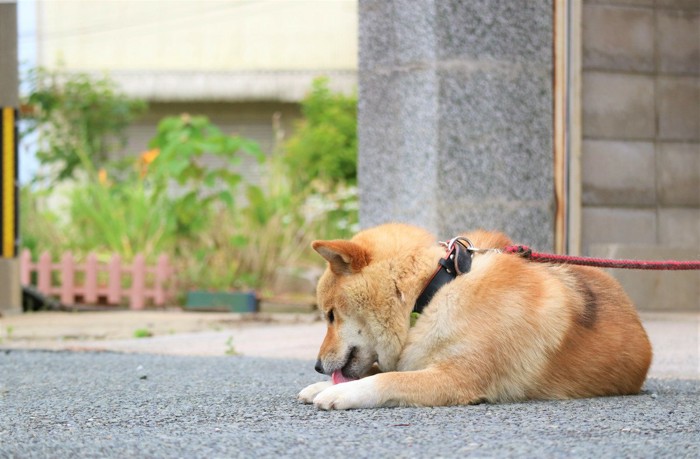 毛づくろい中の柴犬