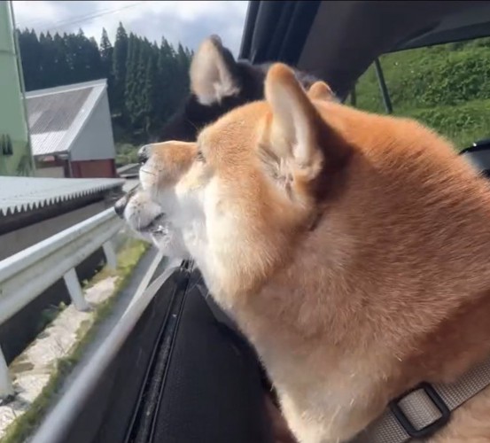 窓から入る風を受けて気持ちよさそうな顔の柴犬2匹