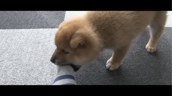 飼い主の足を噛む子犬