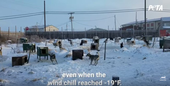 鎖でつながれた犬たち