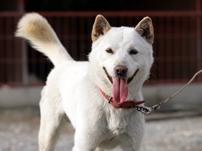 珍島犬の写真