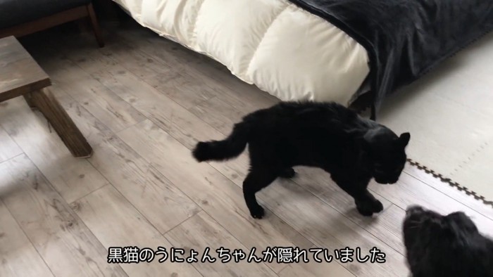 黒猫・うにょんちゃん登場