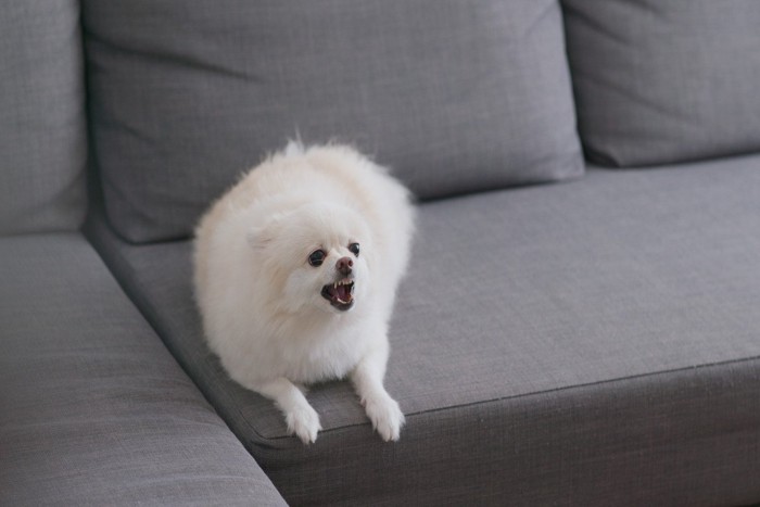 威嚇する白い犬