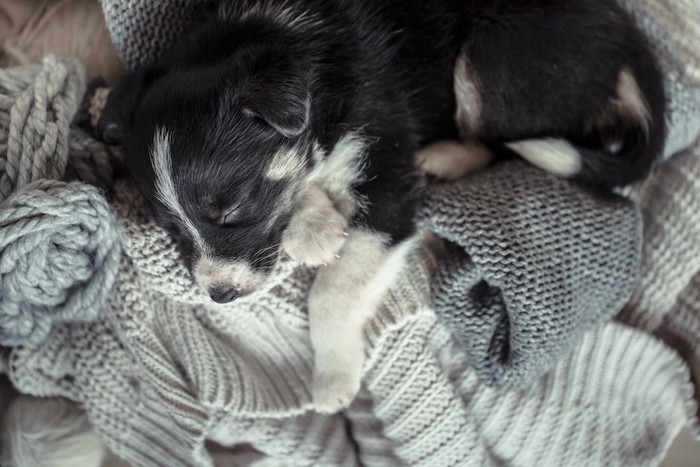 飼い主のニットの上で眠る子犬