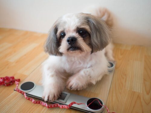体重計にのる犬