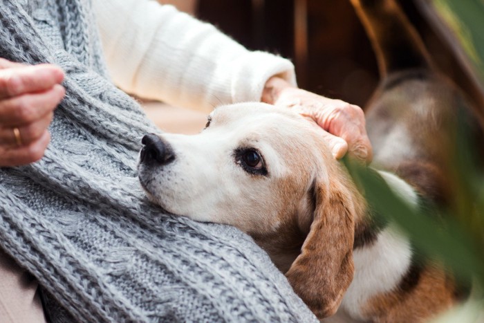 シニア犬